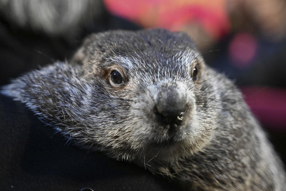 FILE - Groundhog Club handler A.J. Dereume holds Punxsutawney Phil, the weather prognosticating groundhog, during the 138th celebration of Groundhog Day on Gobbler's Knob in Punxsutawney, Pa., Friday, Feb. 2, 2024. The Punxsutawney Groundhog Club announced that Phil and his wife Phyllis, have become parents of two groundhog babies on Wednesday, March 27. Phil is credited by many with predicting whether an early spring is coming based on whether he sees his shadow on Feb. 2 each year. (AP Photo/Barry Reeger, File)