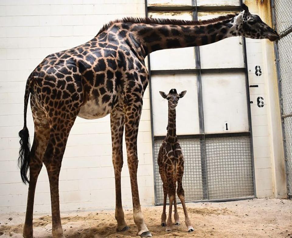 Giraffe at Virgina Zoo Gives Birth in Front of Guests