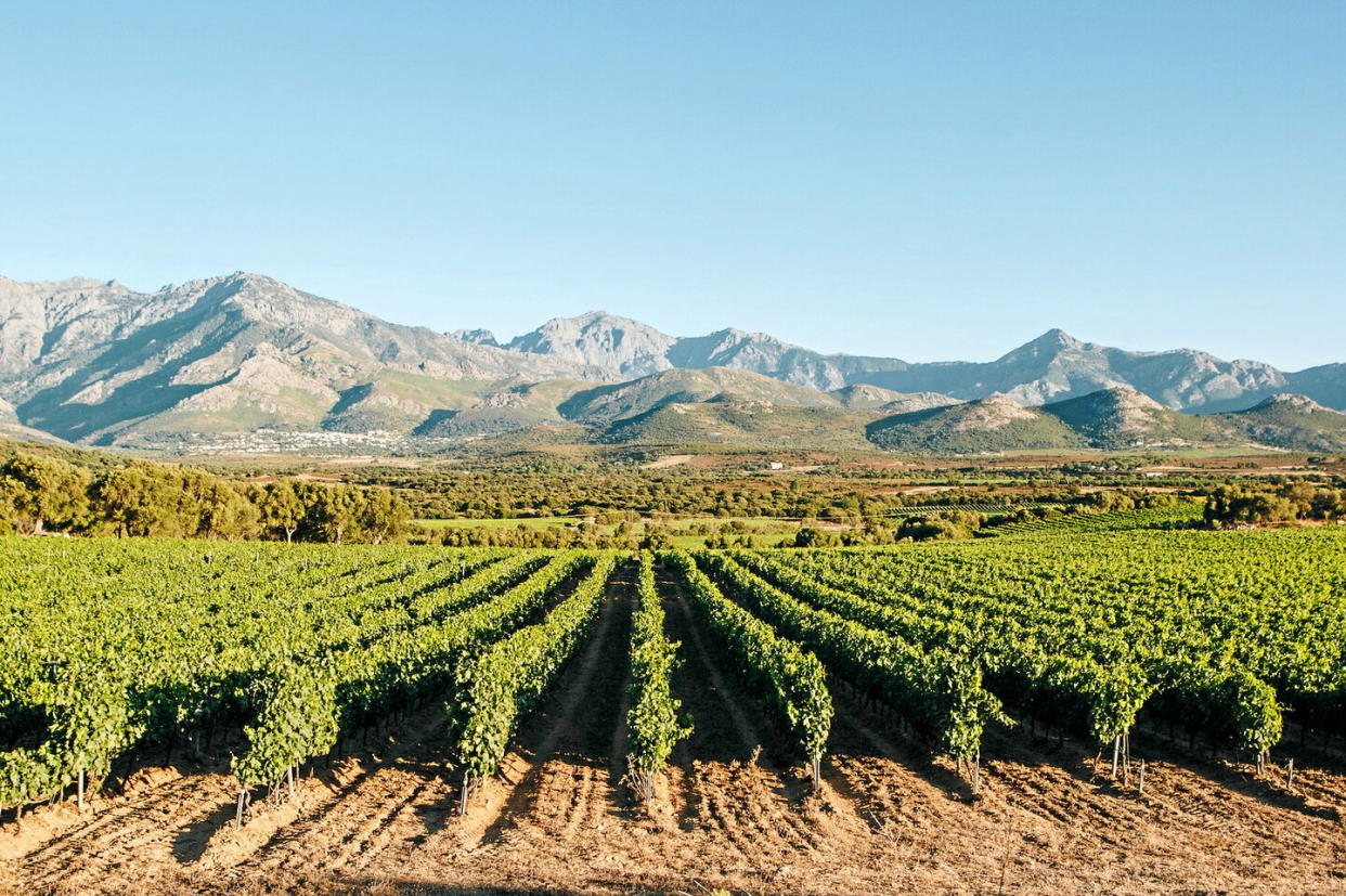 Issus des cépages niellucciu et sciaccarellu, les rosés corses peuvent être de très agréables vins d’apéritif mais aussi des vins de repas, capables, pour certains, de gagner en complexité après un an ou deux de cave.  - Credit:Dr Magali-Cancel