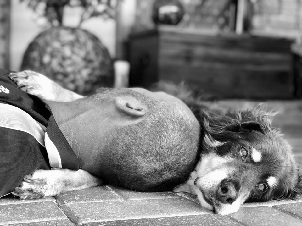 Abby’s owner Garry Gabites holds his pooch for one last time, an hour before she was put down on Monday. Source: Supplied/ Garry Gabites