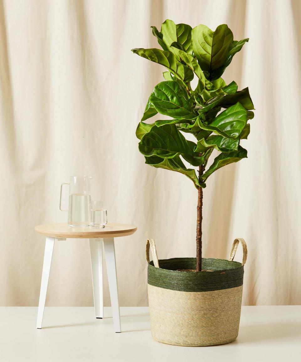 <p><a href="https://bloomscape.com/product/fiddle-leaf-fig/" rel="nofollow noopener" target="_blank" data-ylk="slk:Shop Now;elm:context_link;itc:0;sec:content-canvas" class="link ">Shop Now</a></p><p>Fiddle Leaf Fig, 44 to 58 inches tall</p><p>bloomscape.com</p><p>$229.00</p><span class="copyright">Bloomscape</span>