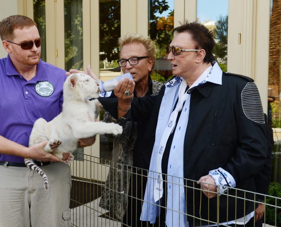 Animal handler Chris Lawrence says Roy Horn's diminishing relationship with the show's tigers played a role in the incident