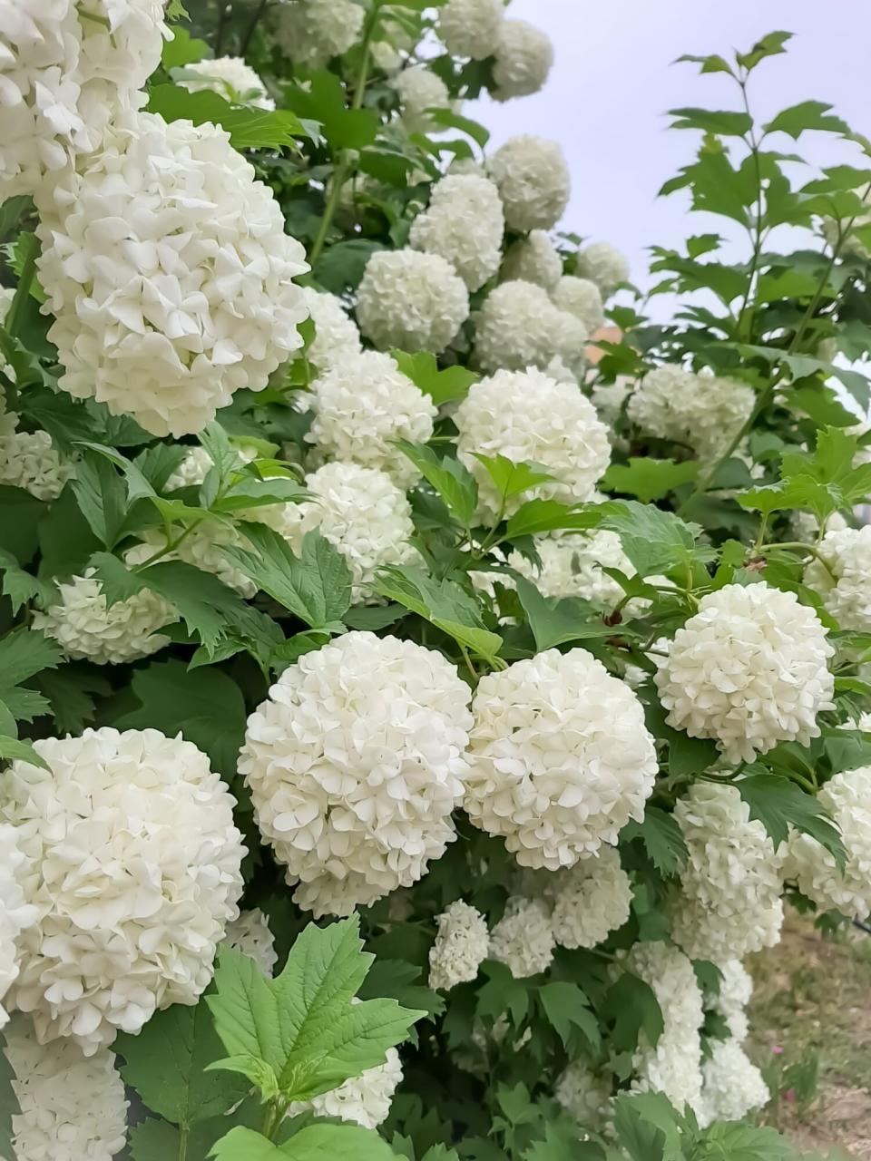 Moon Garden Hydrangea