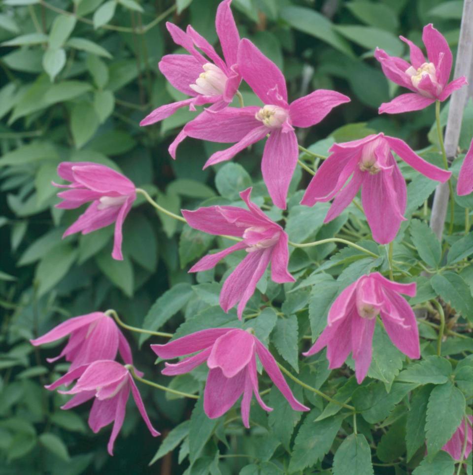 Constance AGM are a colourful pink and 'extremely floriferous'