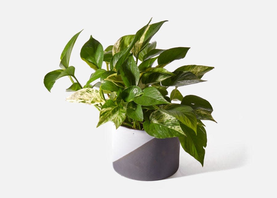 <p>urbanstems.com</p><p><strong>$65.00</strong></p><p><a href="https://go.redirectingat.com?id=74968X1596630&url=https%3A%2F%2Furbanstems.com%2Fproducts%2Fplants%2Fthe-archie%2FNF-K-00017.html&sref=https%3A%2F%2Fwww.countryliving.com%2Fshopping%2Fgifts%2Fg4838%2Fbest-housewarming-gift-ideas%2F" rel="nofollow noopener" target="_blank" data-ylk="slk:Shop Now;elm:context_link;itc:0;sec:content-canvas" class="link ">Shop Now</a></p><p>House plants are often what make a new home feel complete. This golden pothos is low-maintenance and comes with this mod two-toned pot that'll match any decor. </p>