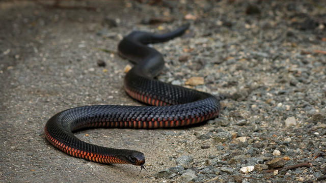 A red-bellied black snake. Source: Getty Images