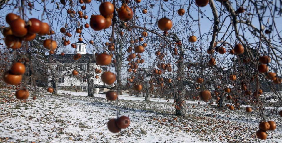 An 1859 farmhouse is seen through the apples waiting to be picked for the ice harvest on the 430-acre apple orchard and cidery at Domaine Pinnacle in Frelighsburg, Quebec