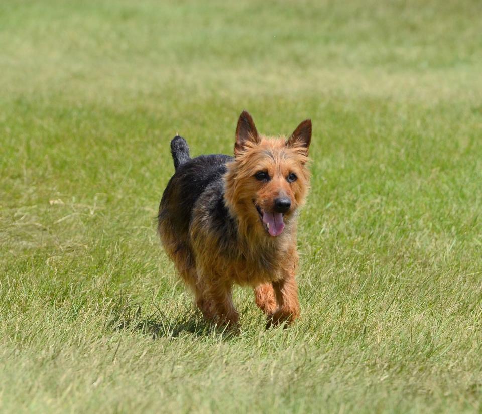 Australian Terrier