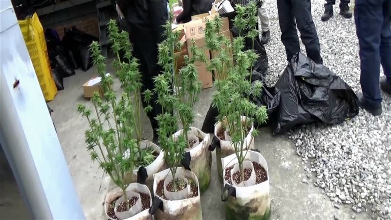 警方查獲大麻活株6株、大麻研磨器及栽種工具等一批。（圖／花蓮縣警察局提供）