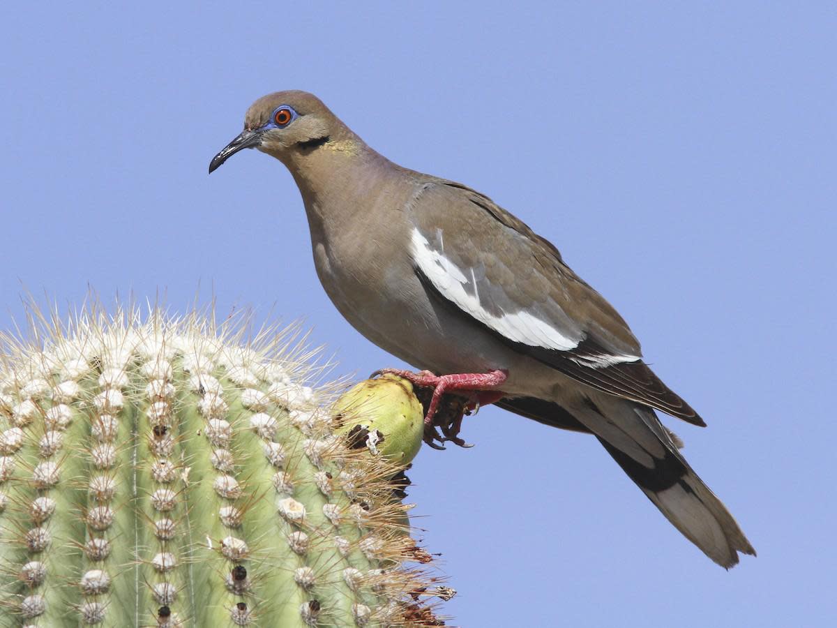 White-winged dove