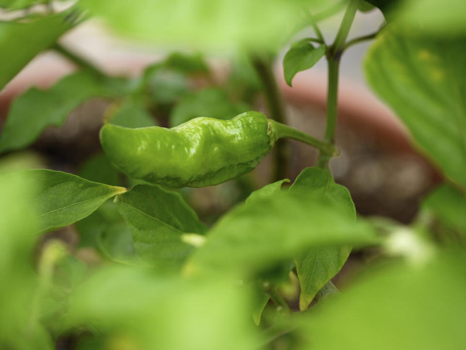 “Creative Commons Naga Jolokia - Ghost Peppers” by Sally Crossthwaite is licensed under CC BY 2.0