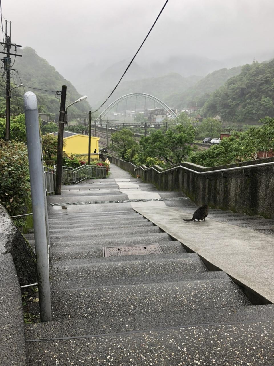 侯硐貓村一景。   圖：新北市動保處提供