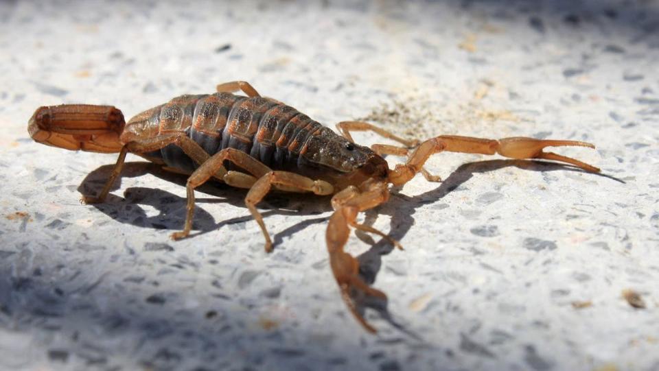 Los alacranes se encuentran tanto en zonas rurales como en zonas urbanas