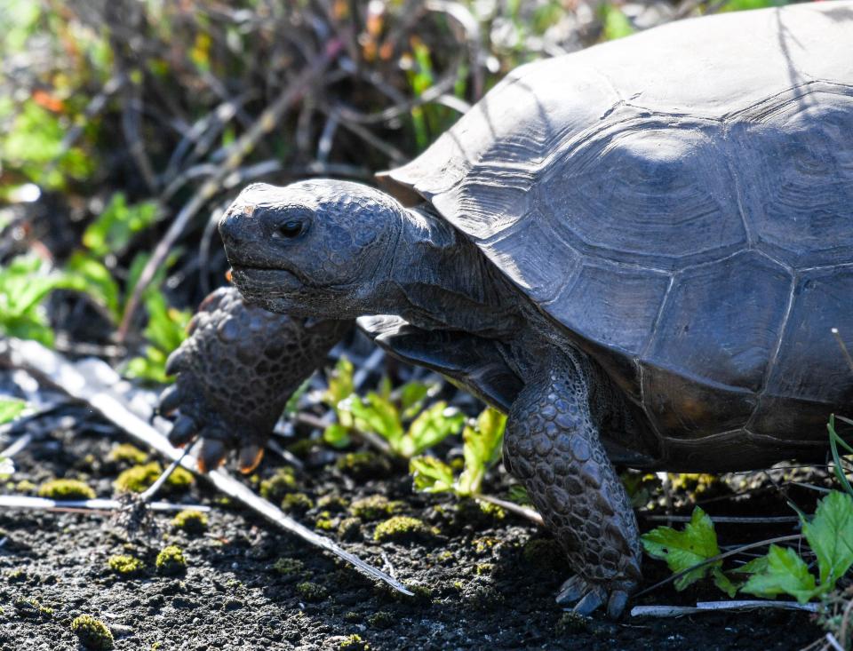 A gopher tortoise feeds in the Malabar Scrub Sanctuary on June 1, 2023 in Brevard County. Conservationists fear that Florida is releasing too many lands from conservation easements, such as a recent proposal in Osceola County to make way for a toll road.