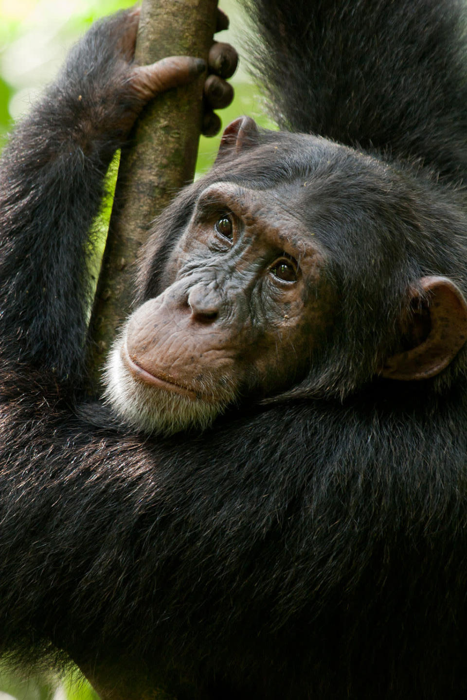 DisneyNature's "Chimpanzee" - 2012