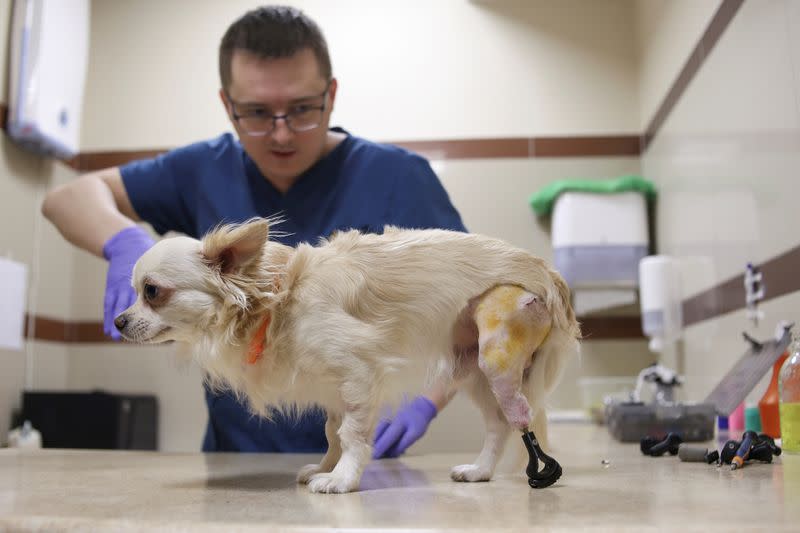 Veterinarian Sergei Gorshkov checks Salvador the dog after adjusting a 3D-printed prosthetic paw at the veterinarian clinic in Novosibirsk