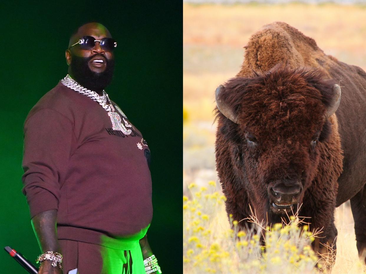 Rick Ross, left, wearing a burgundy tracksuit while standing on a stage with a dark green background. A brown buffalo, right, faces a bunch of yellow flowers while standing in a large brown field