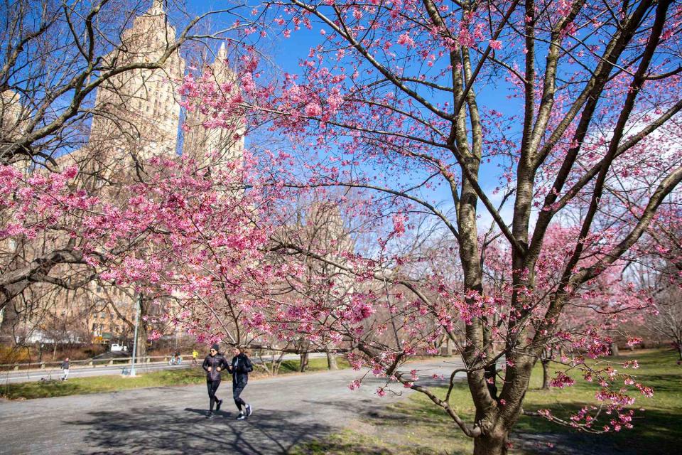 <p>Courtesy of Central Park Conservancy</p>