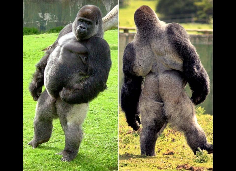 Ambam, a silverback gorilla at the Port Lympne Wild Animal Park in Kent, England, shows off the stance that's turned him into a viral video sensation. Ambam doesn't do the typical ape walk -- he stands and struts like a person.