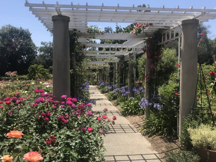 "Roses and agapanthus are still in full bloom in The Huntington's rose garden on June 30, just in time to welcome visitors when the gardens reopen on July 1, after being closed for more than three months due to coronavirus.