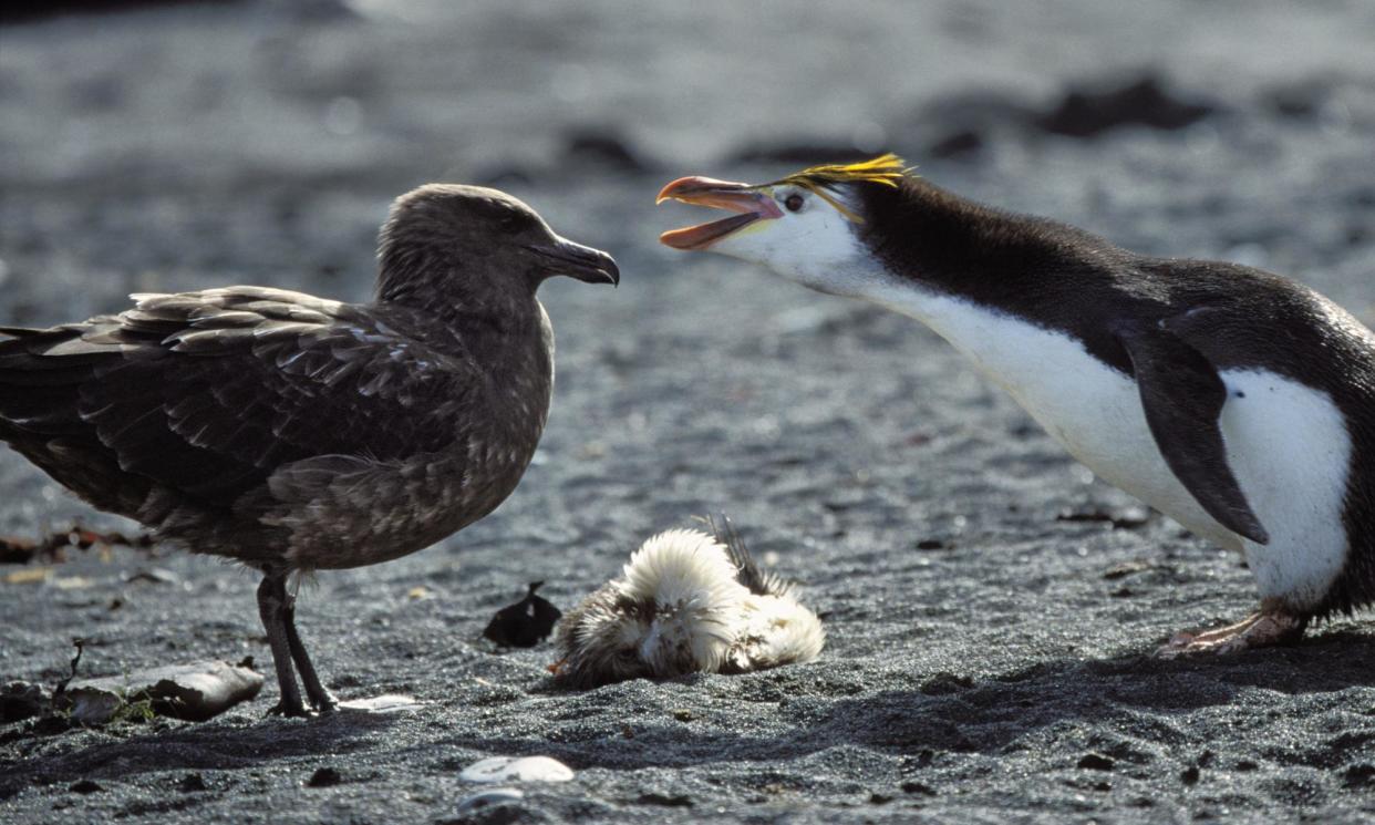 <span>A royal penguin defends a dead chick from a brown skua, Macquarie Island, Antarctica. Scientists think skua will probably transmit H5N1 to penguins.</span><span>Photograph: blickwinkel/Alamy</span>