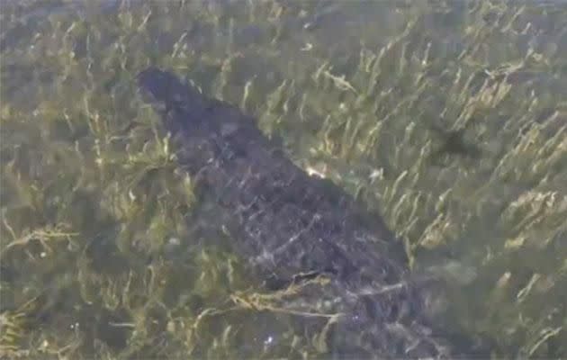 The hungry croc sees the drone lurking above it. Photo: Caters