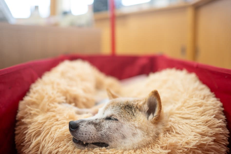 This picture taken on March 19, 2024 shows Japanese Shiba Inu dog Kabosu, best known as the logo of cryptocurrency Dogecoin, taking a rest at the office of her owner Atsuko Sato after playing with children at a kindergarten in Narita, Chiba prefecture, east of Tokyo. (Photo by PHILIP FONG/AFP via Getty Images)