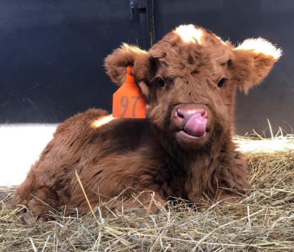 蘇格蘭高地牛模樣可愛。（圖／翻攝自 Happy Hens & Highlands 的 IG ）