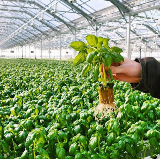 This is the largest rooftop garden in the world 