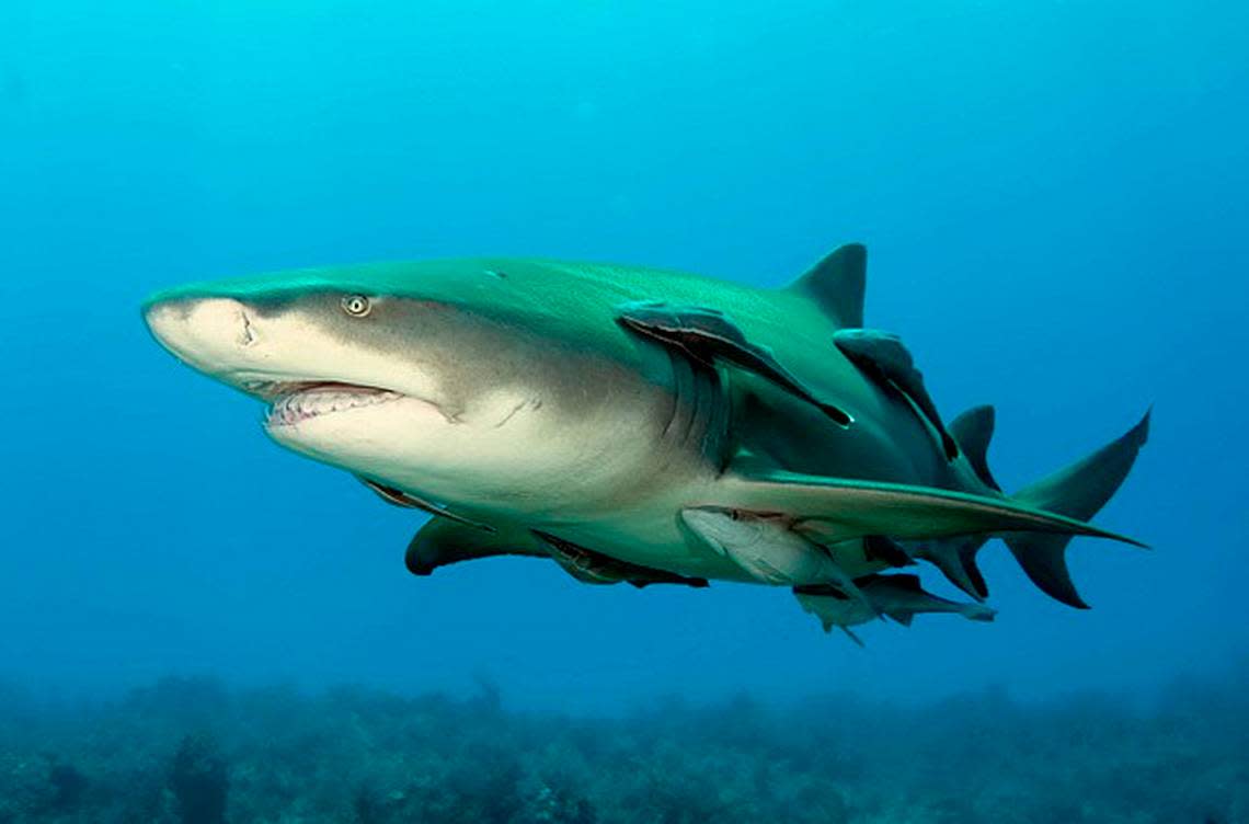 Lemon shark Wikimedia Commons