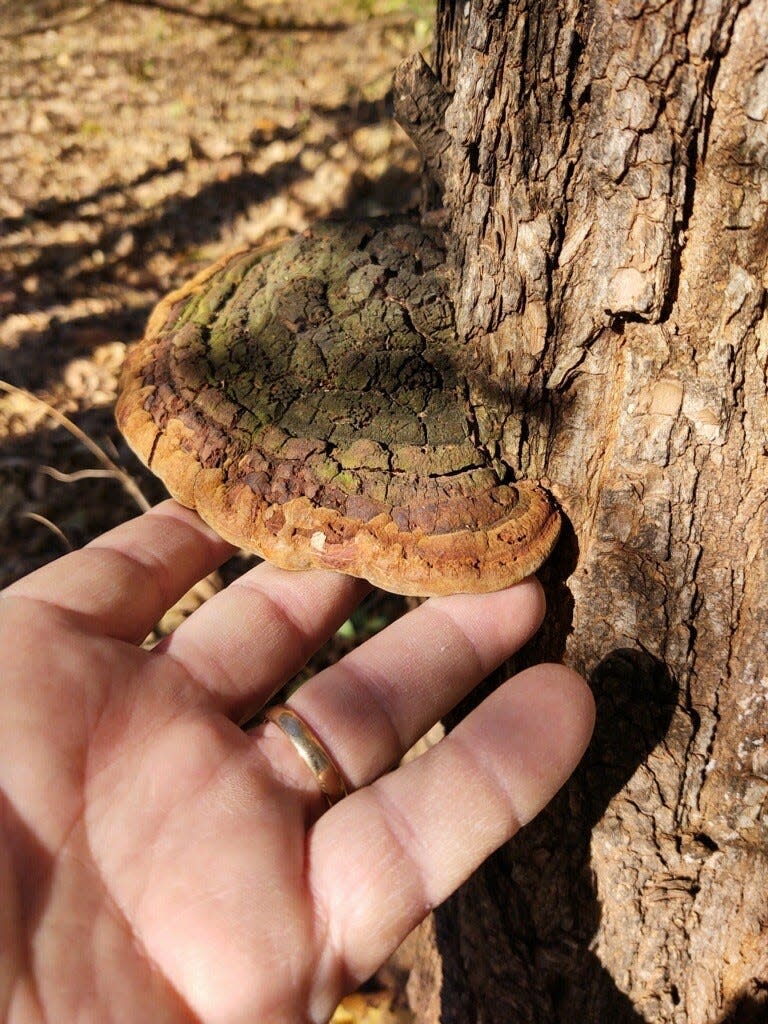 This fungi grows on the side of black locust trees and resembles a horse's hoof.