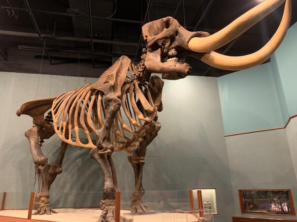 Mastodons, like this one discovered in Wakulla Springs and on display at the Museum of Florida History, helped spread the seeds of ancient cucurbits during the Ice Age.