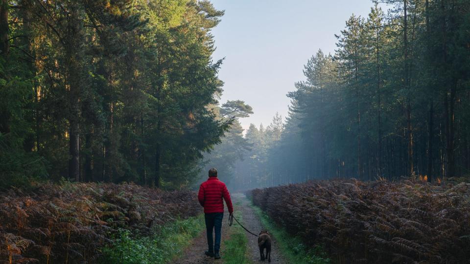 Man and dog walking in the forest