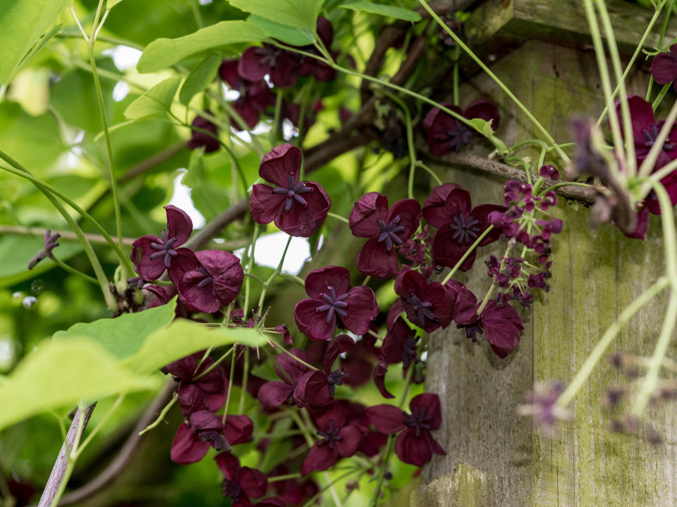 chocolate vine (Akebia quinata)