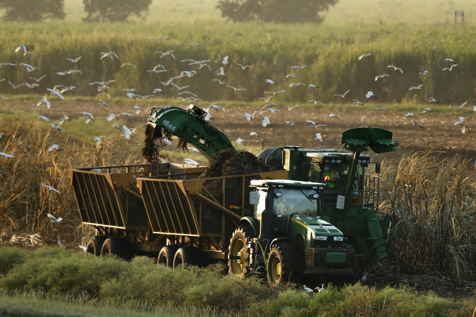 En esta imagen, tomada el 25 de octubre de 2019, máquinas recogen azúcar de caña, lo que atrae a garzas en busca de insectos, cerca de South Bay, Florida. Gran parte de la superficie original de los Everglades se drenó para crear suelo agrícola, quitando al ecosistema su flujo de agua natural. (AP Foto/Robert F. Bukaty)