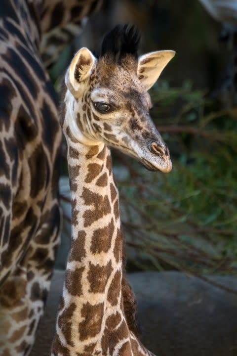 Masai giraffe L.A. Zoo