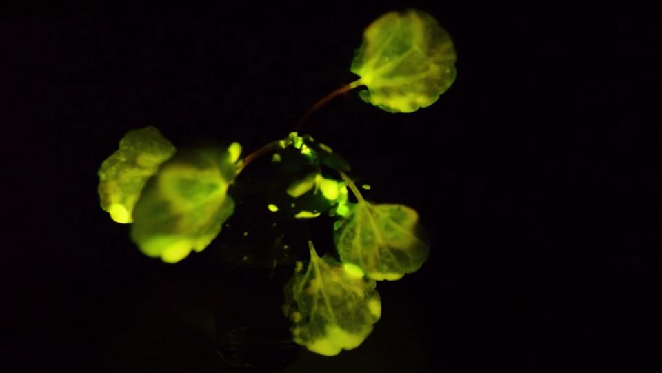 A top-down look at glowing green plant leaves MIT scientists have injected with nanoparticles.