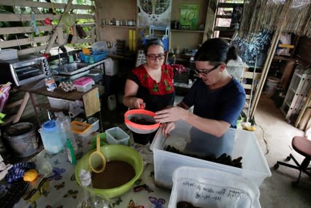 Costa Rican biologist Federico Paniagua and his wife Gabriela work on their insect farm for human consumption, as he is promoting the ingestion of a wide variety of insects, as a low-cost and nutrient-rich food in Grecia