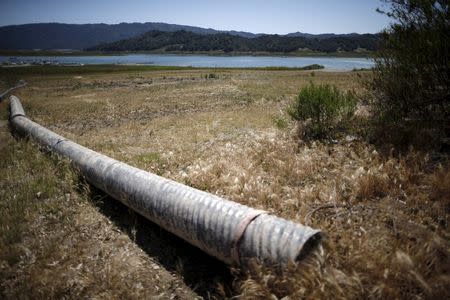 A pipe sits on the dry bed of a part of Lake Casitas that was formerly under water in Ojai, California, April 16, 2015. REUTERS/Lucy Nicholson