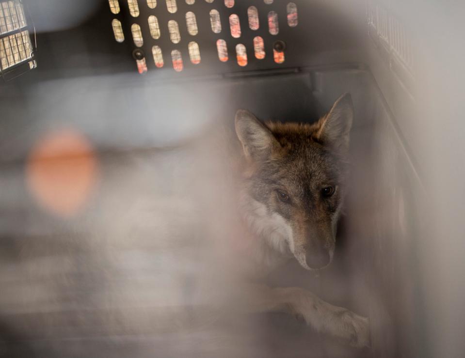 A Mexican gray wolf lies in a crate after being captured at Ted Turner’s Ladder Ranch near Hillsboro, New Mexico, Monday, November 21, 2022. The wild-born wolf was transferred to Mexico with its mate the next day. Officials minimize the time wolves are held in confinement before being released. Mexican and U.S. officials hope the pair will breed in Mexico to grow the neighbor country's wolf population in the wild.
