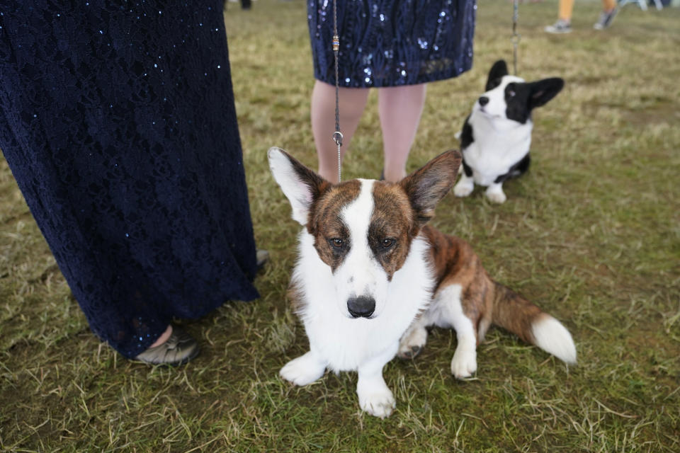 A couple of Pembroke Welsh Corgis and their handlers wait to compete in the ring during the 146th Westminster Kennel Club Dog show, Monday, June 20, 2022, in Tarrytown, N.Y. (AP Photo/Mary Altaffer)