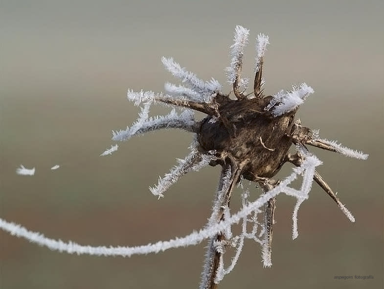 January 8: Frost by anpegom. 'Winter is hard and constant snowfall creates curious crystals around plants.'