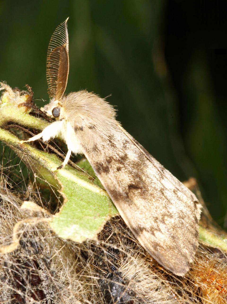 Lymantria dispar&nbsp;(Spongy Moth) adult