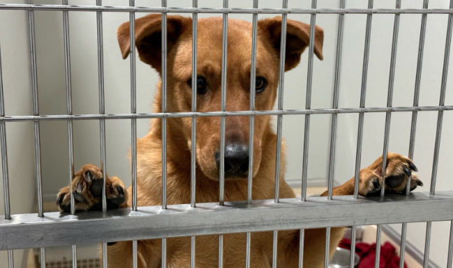 More than 70 dogs were rescued from Cober's Canine Rescue in January. Fourteen of those dogs, now at Harbor Humane Society, will soon be available for adoption.