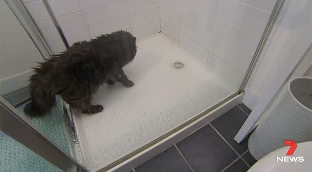 Teddy likes to have a shower every day. Source: 7 News