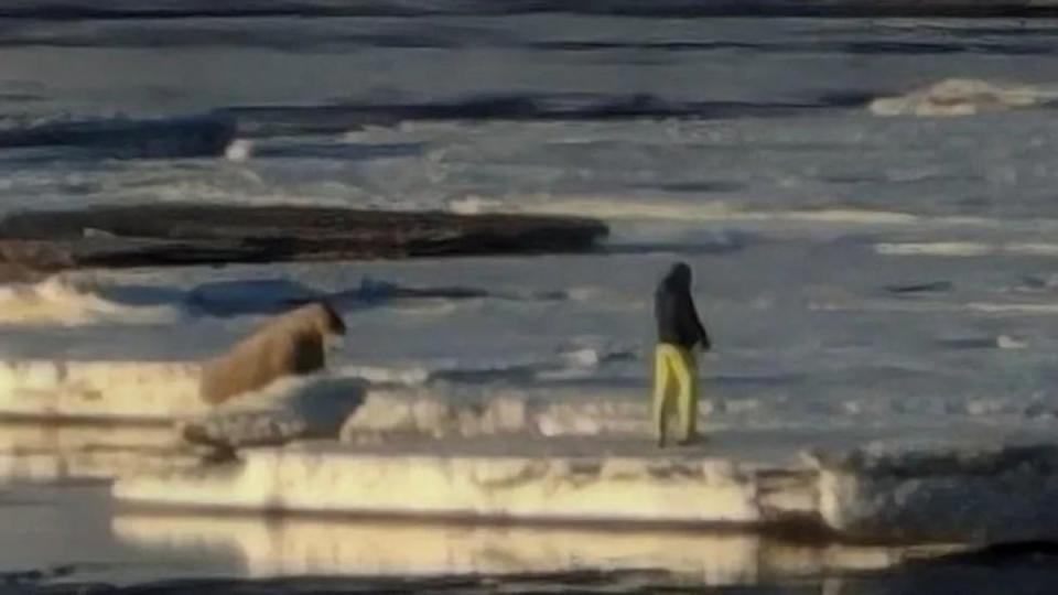 The tourist from Poland is seen standing too close to the walrus (The Governor of Svalbard)