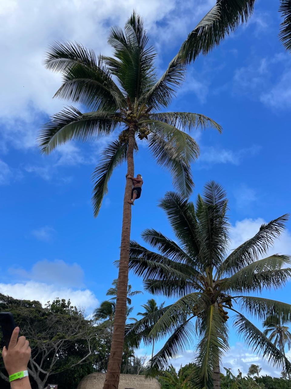 At the Samoan village, workers climb coconut trees without any tools to help them.