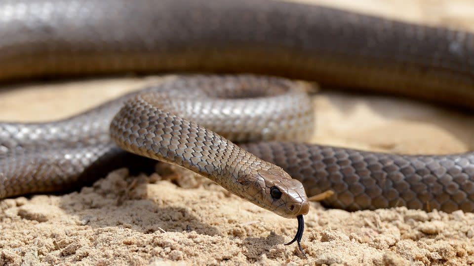 A deadly Australia eastern brown snake is photographed in Sydney in this 2012 file photo. The species of the snake is widespread throughout eastern Australia, according to the Australian Museum website. - William West/AFP/Getty Images