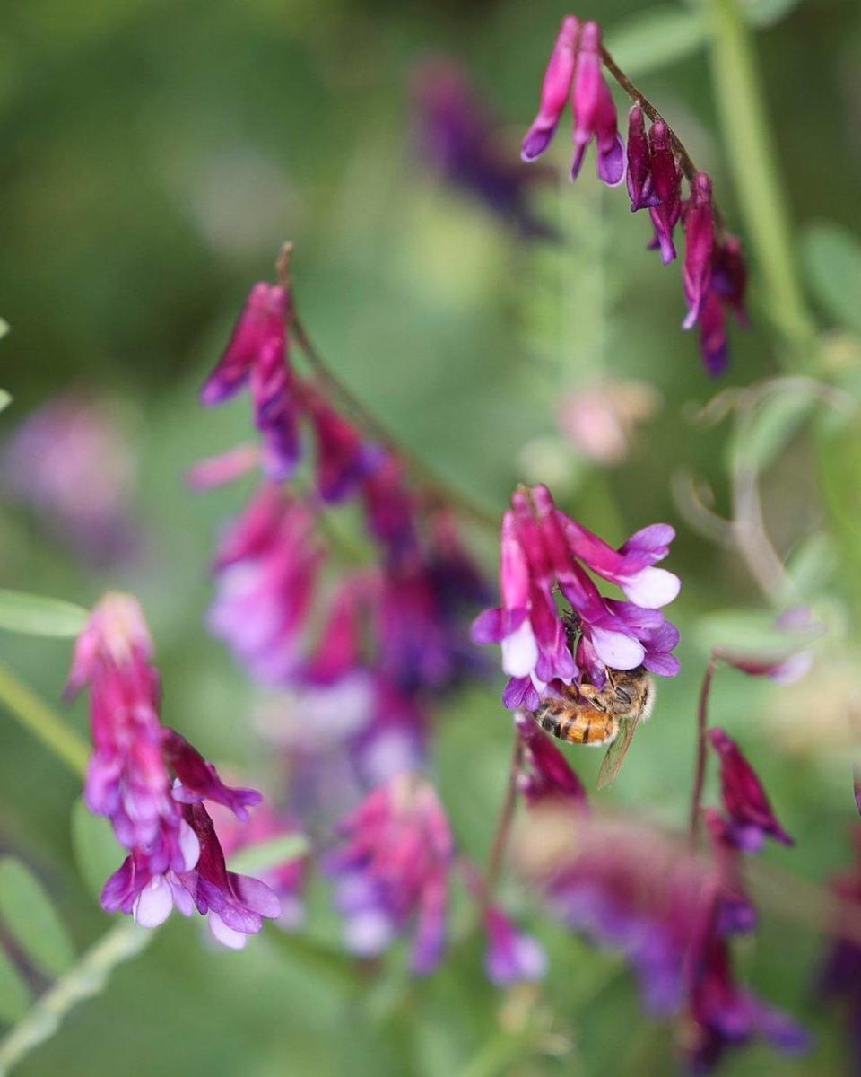 Highway 46 West slopes are sprouting patches of winter vetch, seen here on May 14, 2024.