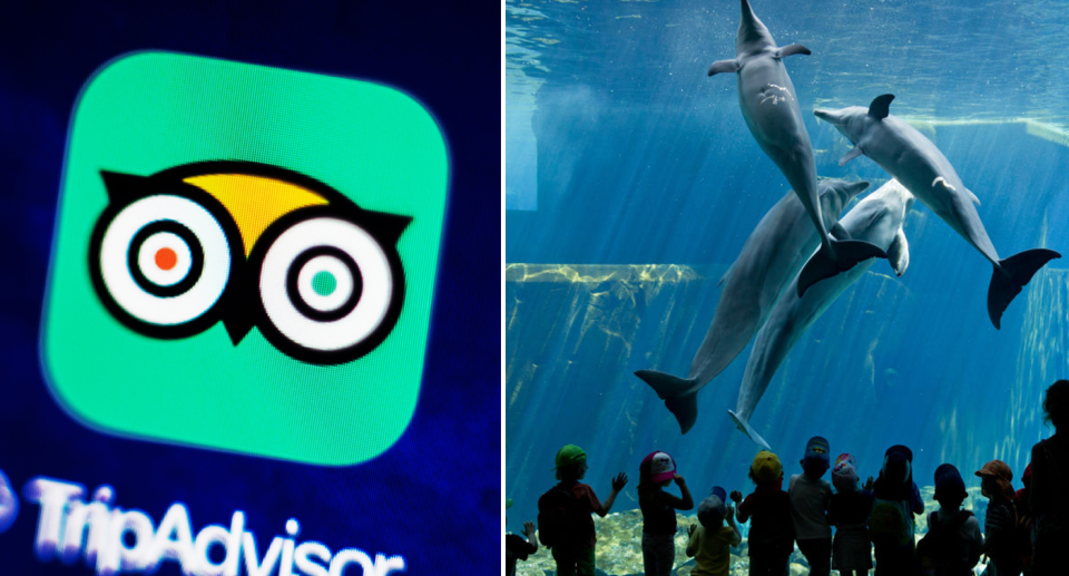 Travel company TripAdvisor has announced they are severing commercial arrangements with dolphin parks. Source: Getty